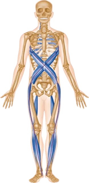 Anatomy Trains illustration of connected myofascial lines through the torso