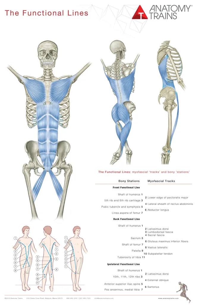 Diagram of the anterior sling — the myofascial chain connecting the shoulder to the opposite hip