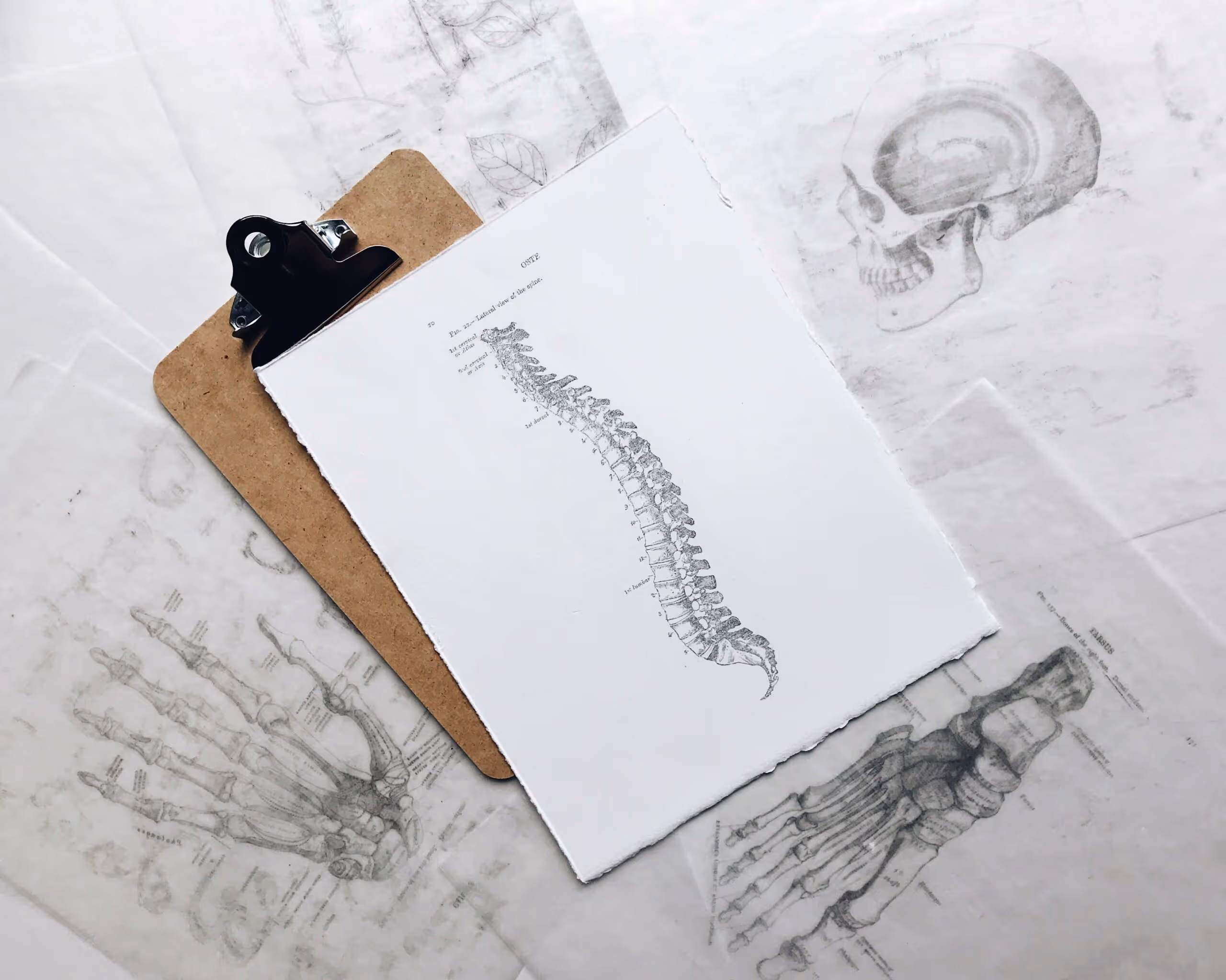 Practitioner assessing the curve of a patient's spine