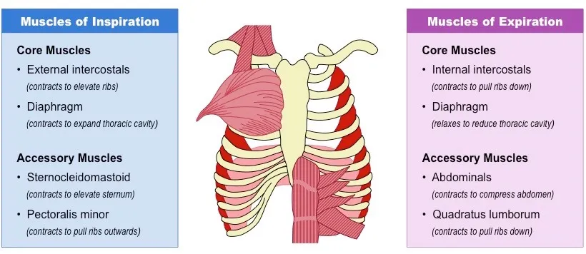 Diagram of the primary and accessory respiratory muscles